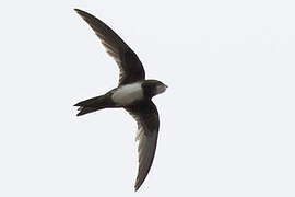 Alpine Swift