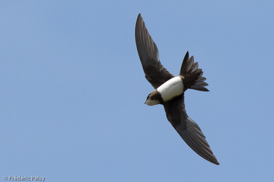 Alpine Swift