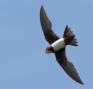 Alpine Swift