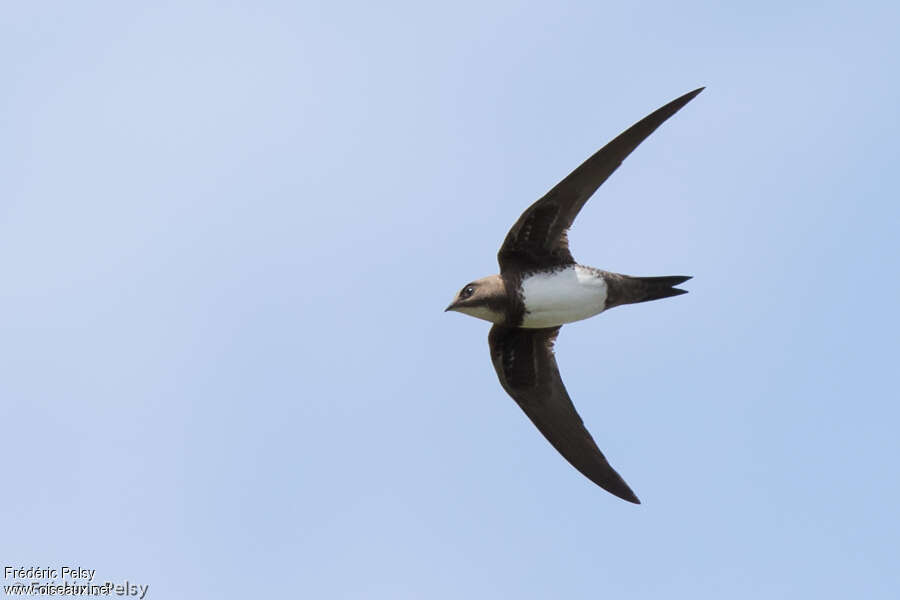 Alpine Swift, identification