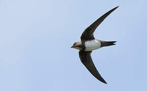 Alpine Swift