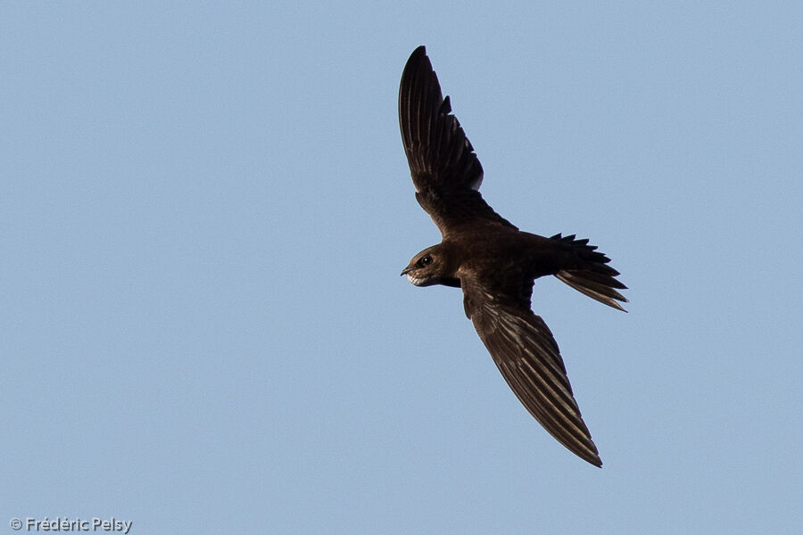 Alpine Swift