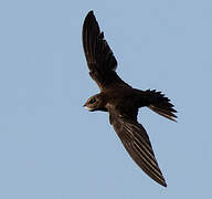 Alpine Swift