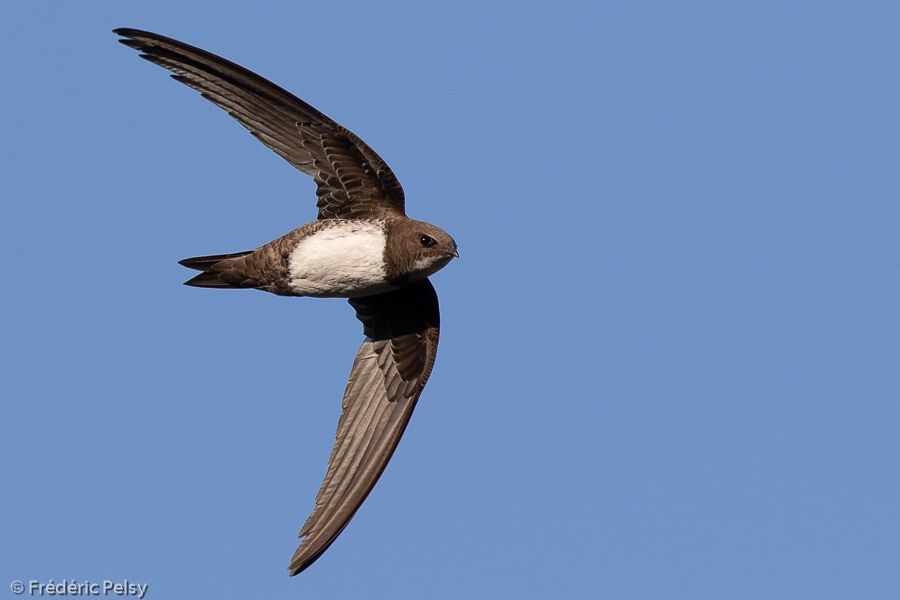 Alpine Swift, Flight