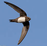 Alpine Swift