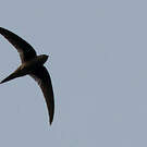 Martinet batassia