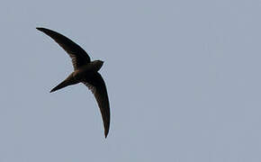 Asian Palm Swift