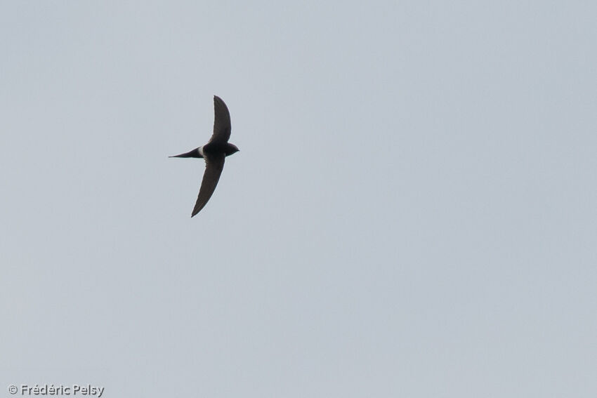 White-rumped Swift