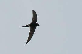 White-rumped Swift