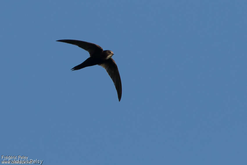 White-rumped Swift