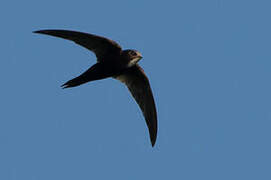 White-rumped Swift