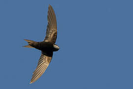 White-rumped Swift