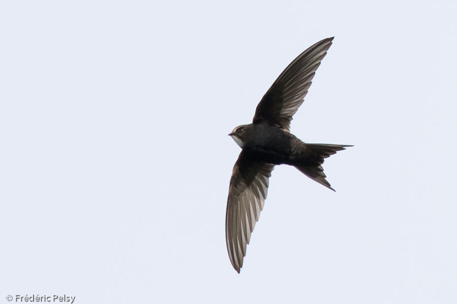 White-rumped Swift, Flight