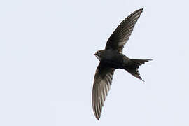 White-rumped Swift