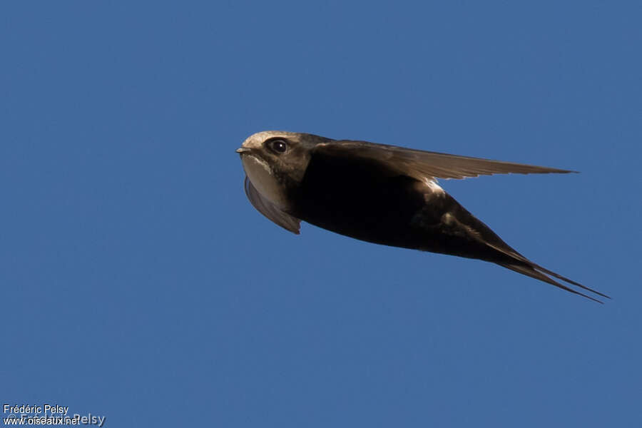 White-rumped Swift, identification