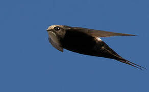 White-rumped Swift