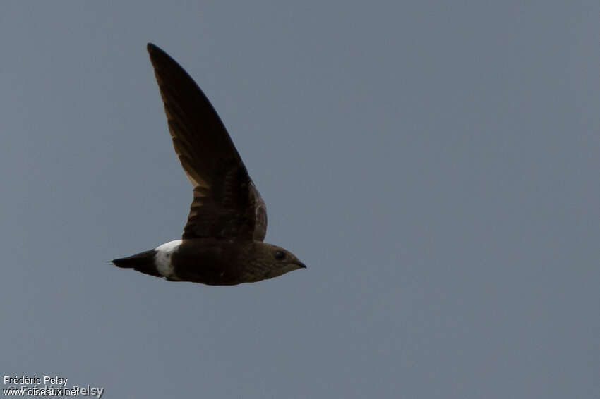 Mottled Spinetailadult, identification