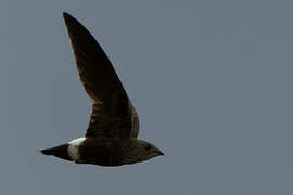 Mottled Spinetail