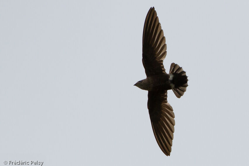 Mottled Spinetailadult