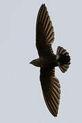 Mottled Spinetail