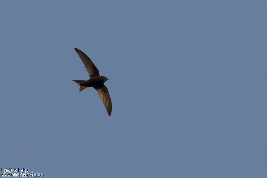 Blyth's Swift, Flight