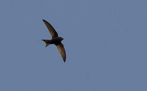 Blyth's Swift