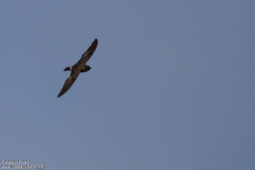 Madagascar Spinetailadult