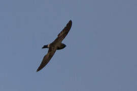 Madagascar Spinetail