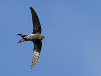 Martinet de Salim Ali