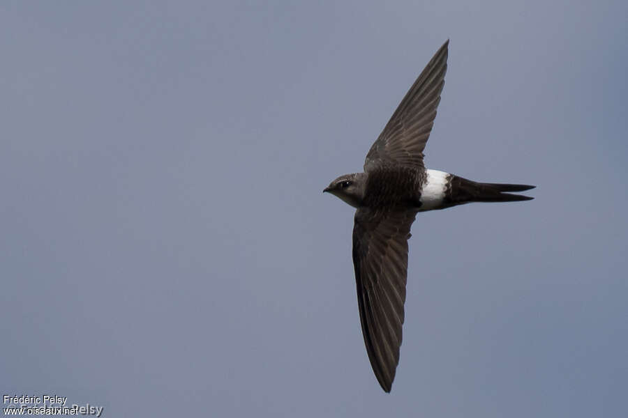 Pacific Swiftadult, pigmentation, Flight