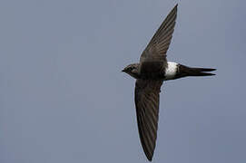 Pacific Swift