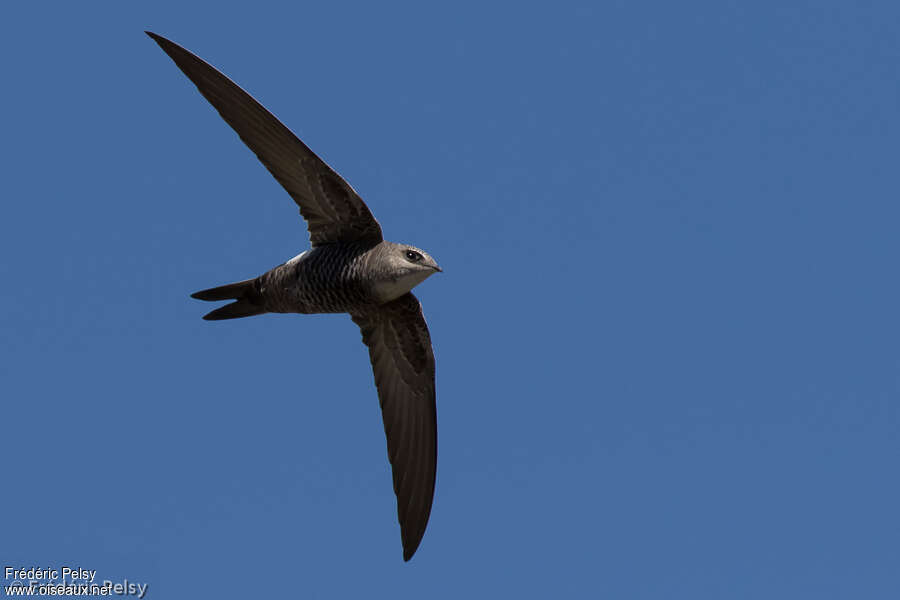 Pacific Swiftadult, Flight