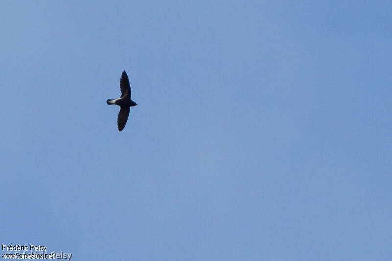 Purple Needletail, identification