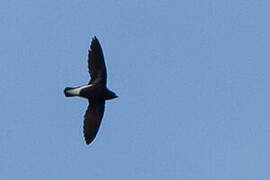 Purple Needletail