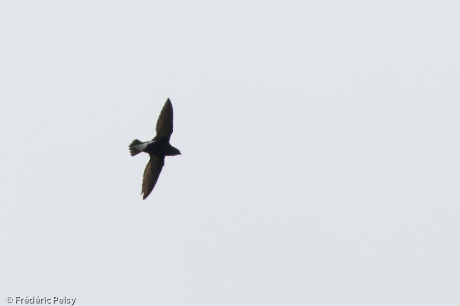 Purple Needletail