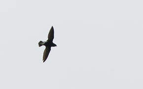 Purple Needletail