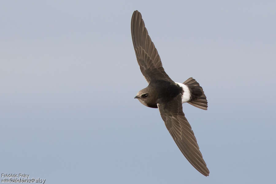 Little Swift, pigmentation, Flight