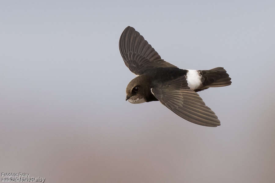 Little Swiftadult post breeding, Flight, fishing/hunting