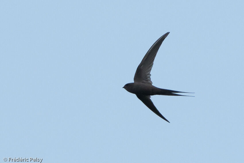 African Palm Swift