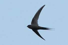 African Palm Swift