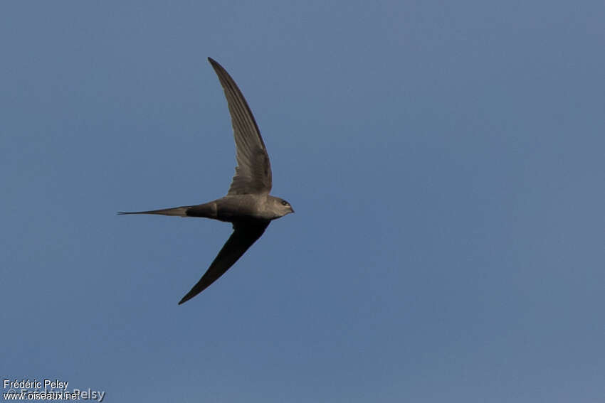 African Palm Swiftadult, identification, Flight