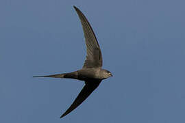 African Palm Swift