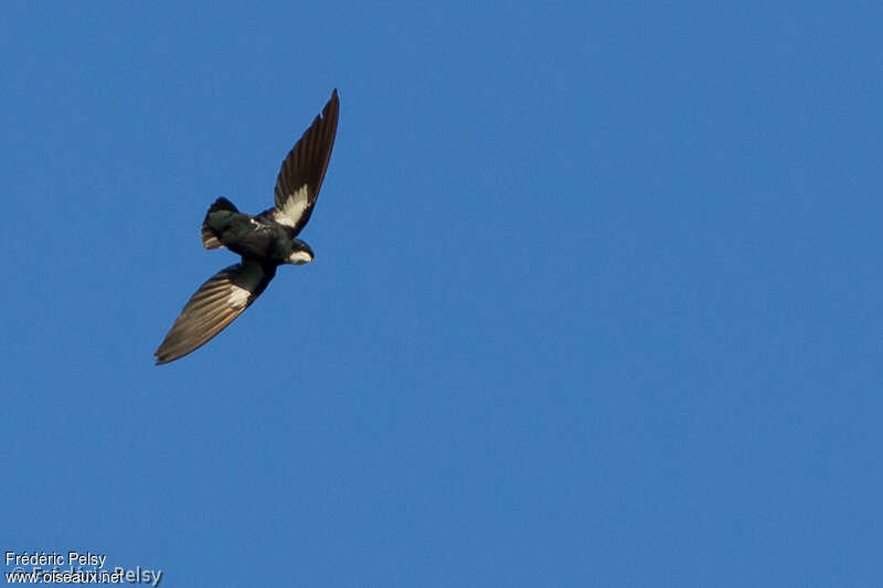 Philippine Spine-tailed Swiftadult