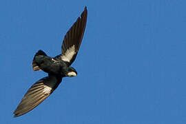 Philippine Spine-tailed Swift