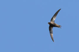 African Black Swift