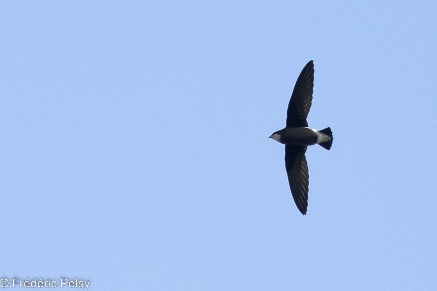 White-throated Needletail