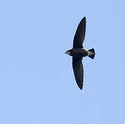 White-throated Needletail