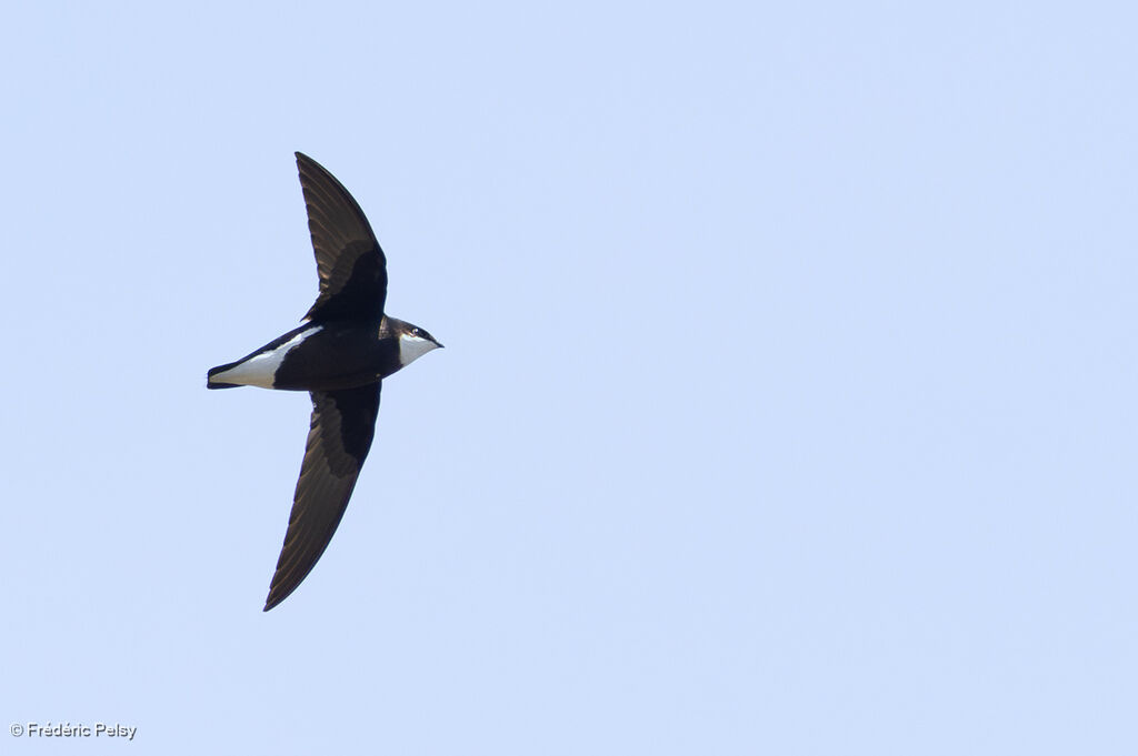 White-throated Needletail
