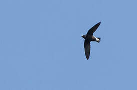 Brown-backed Needletail