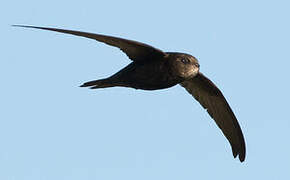 Common Swift